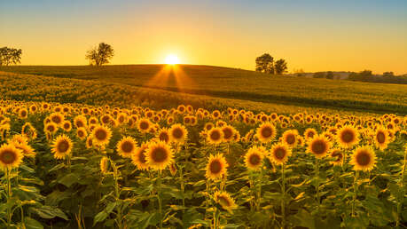 shutterstock_1145794127.jpg?sw=459&cx=0&cy=289&cw=4000&ch=2249&q=60