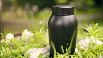 shutterstock_2493436559.jpg?sw=336&cx=0&cy=517&cw=5600&ch=3167&q=60