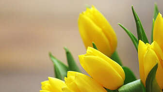 yellow-tulips-hero.jpg?sw=336&cx=733&cy=0&cw=1415&ch=800&q=60